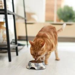 Frisco Animal Design Stainless Steel Dog & Cat Bowl -FRISCO Sales 311959 PT3. SY630 V1642542458