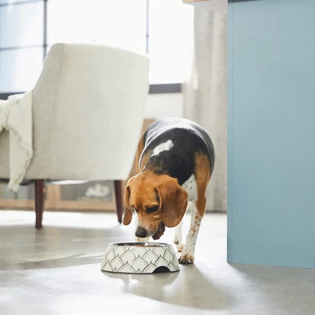 Frisco Moroccan Design Stainless Steel Dog & Cat Bowl 5 Frisco Moroccan Design Stainless Steel Dog & Cat Bowl - Image 3