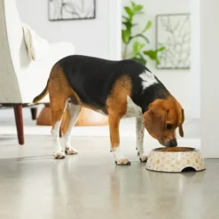 Frisco Circle Design Stainless Steel Dog & Cat Bowl 12 Frisco Circle Design Stainless Steel Dog & Cat Bowl -FRISCO Sales 311967 PT2. SY630 V1642542871