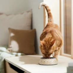 Frisco Circle Design Stainless Steel Dog & Cat Bowl 13 Frisco Circle Design Stainless Steel Dog & Cat Bowl -FRISCO Sales 311967 PT3. SY630 V1642542535