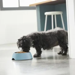 Frisco Coral Design Stainless Steel Dog & Cat Bowl, Teal -FRISCO Sales 311971 PT2. SY630 V1642542820