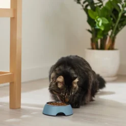 Frisco Coral Design Stainless Steel Dog & Cat Bowl, Teal -FRISCO Sales 311971 PT3. SY630 V1642542516