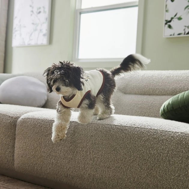 Frisco Problem Child Dog & Cat T-Shirt 8 Frisco Problem Child Dog & Cat T-Shirt - Image 6