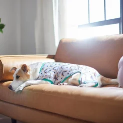 Frisco Rainbow Dog & Cat PJs -FRISCO Sales 312280 PT8. SY630 V1644886098