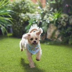 Frisco Good Vibes Dog & Cat Bandana -FRISCO Sales 312297 PT8. SY630 V1644881220