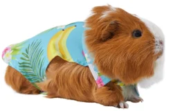 Frisco Pineapple Hawaiian Camp Guinea Pig Shirt