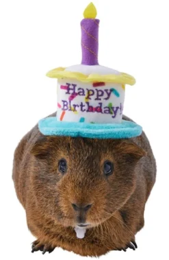 Frisco Happy Birthday Guinea Pig Hat