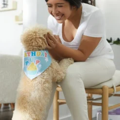 Frisco Birthday Pup Dog & Cat Bandana -FRISCO Sales 315130 PT8. SY630 V1646434068