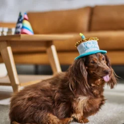 Frisco It's My Birthday Dog & Cat Hat -FRISCO Sales 315142 PT8. SY630 V1646435635