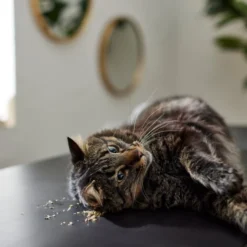 Frisco Natural Catnip 10 Frisco Natural Catnip -FRISCO Sales 316067 PT3. SY630 V1634850389