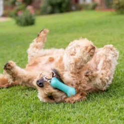 Frisco||Playology Frisco Fetch Squeaking Colorful Tennis Ball, 3-Pack + Playology All Natural Dual Layer Bone Dog Toy, Large, Peanut Butter Scented -FRISCO Sales 319022 PT6. SY630 V1630561003