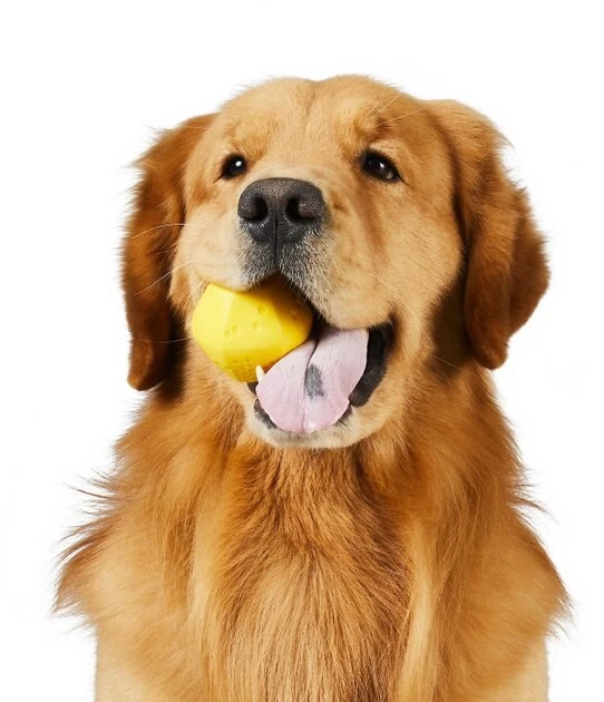 Frisco||Project Hive Pet Company Frisco Fetch Squeaking Colorful Tennis Ball, 3-Pack + Project Hive Pet Company Ball Dog Toy 8 Frisco||Project Hive Pet Company Frisco Fetch Squeaking Colorful Tennis Ball, 3-Pack + Project Hive Pet Company Ball Dog Toy - Image 6