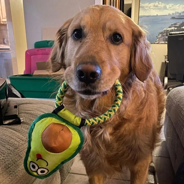 Frisco||Avo Doggo Frisco Hide and Seek Plush Guacamole Toy + Avo Doggo Avocado Dog Tug Toy 11 Frisco||Avo Doggo Frisco Hide and Seek Plush Guacamole Toy + Avo Doggo Avocado Dog Tug Toy - Image 9