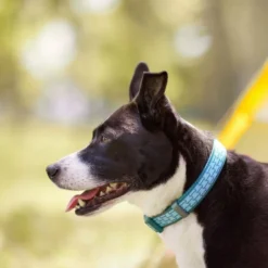 Frisco Outdoor Comfort Print Nylon Padded Collar, Large, Neck: 18 -26-in, Width: 1-in + Outdoor Ultra Reflective Rope Leash With Padded Handle, Bayou Teal, 6 - ft -FRISCO Sales 319068 PT4. SY630 V1631144195