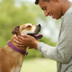 Frisco Outdoor Comfort Print Nylon Padded Collar, Large, Neck: 18 -26-in, Width: 1-in + Outdoor Ultra Reflective Rope Leash With Padded Handle, Boysenberry Purple, 6 - ft -FRISCO Sales 319070 PT4. SY630 V1631148368