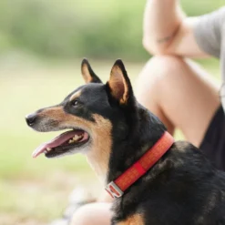 Frisco Outdoor Comfort Print Nylon Padded Collar, Large, Neck: 18 -26-in, Width: 1-in + Outdoor Ultra Reflective Rope Leash With Padded Handle, Sunset Orange, 6 - ft -FRISCO Sales 319074 PT4. SY630 V1631152583