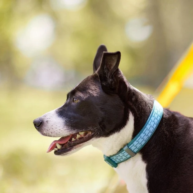Frisco Outdoor Comfort Print Nylon Padded Collar, Medium - Neck: 14-20-in, Width: 3/4-in + Outdoor Ultra Reflective Rope Leash With Padded Handle, Bayou Teal, 6 - ft 7 Frisco Outdoor Comfort Print Nylon Padded Collar, Medium - Neck: 14-20-in, Width: 3/4-in + Outdoor Ultra Reflective Rope Leash With Padded Handle, Bayou Teal, 6 - ft - Image 5