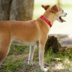 Frisco Outdoor Frisco Nylon Collar, Flamepoint Orange, Small-Neck: 10-14-in, Width: 5/8-in + Rope Leash With Padded Handle, Sunset Orange, 6-ft -FRISCO Sales 319098 PT4. SY630 V1631150473