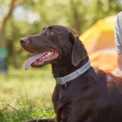 Frisco Outdoor Frisco Nylon Collar, Forest Green, Medium-Neck: 14-20-in, Width: 3/4-in + Rope Leash With Padded Handle, Stone Gray, 6-ft 15 Frisco Outdoor Frisco Nylon Collar, Forest Green, Medium-Neck: 14-20-in, Width: 3/4-in + Rope Leash With Padded Handle, Stone Gray, 6-ft -FRISCO Sales 319104 PT4. SY630 V1631161597