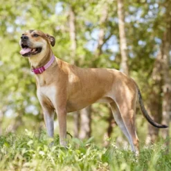 Frisco Outdoor Frisco Nylon Collar, Shadow Purple, Medium-Neck: 14-20-in, Width: 3/4-in + Rope Leash With Padded Handle, Boysenberry Purple, 6-ft -FRISCO Sales 319112 PT4. SY630 V1631141209