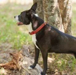 Frisco Outdoor Heathered Nylon Collar, Flamepoint Orange, Large, Neck: 18 -26-in, Width: 1-in + Dog Leash, Flamepoint Orange, Large - Length: 6-ft, Width: 1-in -FRISCO Sales 319118 PT4. SY630 V1631140876