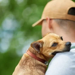 Frisco Outdoor Heathered Nylon Collar, Flamepoint Orange, Medium - Neck: 14-20-in, Width: 3/4-in + Dog Leash, Flamepoint Orange, Medium - Length: 6-ft, Width: 3/4-in -FRISCO Sales 319120 PT4. SY630 V1631142689