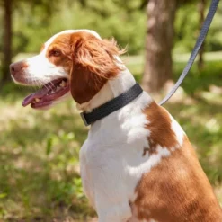 Frisco Outdoor Heathered Nylon Collar, Midnight Black, MD - Neck: 14-20-in, Width: 3/4-in + Dog Leash, Midnight Black, MD - Length: 6-ft, Width: 3/4-in -FRISCO Sales 319126 PT4. SY630 V1631158899