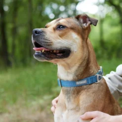 Frisco Outdoor Heathered Nylon Collar, River Blue, Medium - Neck: 14-20-in, Width: 3/4-in + Dog Leash, River Blue, Medium - Length: 6-ft, Width: 3/4-in -FRISCO Sales 319136 PT4. SY630 V1631142090