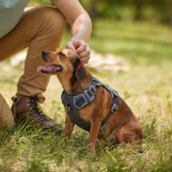 Frisco Outdoor Lightweight Ripstop Nylon Harness, Storm Gray, Small, Neck: 13 to 19-in, Girth: 16 to 22-in + Heathered Dog Leash, Midnight Black, SM - Length: 6-ft, Width: 5/8-in 16 Frisco Outdoor Lightweight Ripstop Nylon Harness, Storm Gray, Small, Neck: 13 to 19-in, Girth: 16 to 22-in + Heathered Dog Leash, Midnight Black, SM - Length: 6-ft, Width: 5/8-in -FRISCO Sales 319208 PT5. SY630 V1631157397