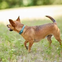 Frisco Outdoor Nylon Reflective Comfort Padded Collar, Bayou Teal, Extra Small, Neck: 8-12-in, Width: 5/8th-in + Dog Leash, Bayou Teal, Small - Length: 6-ft, Width: 5/8-in -FRISCO Sales 319212 PT4. SY630 V1631151371