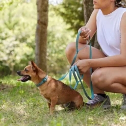 Frisco Outdoor Nylon Reflective Comfort Padded Collar, Bayou Teal, Extra Small, Neck: 8-12-in, Width: 5/8th-in + Dog Leash, Bayou Teal, Small - Length: 6-ft, Width: 5/8-in -FRISCO Sales 319212 PT8. SY630 V1631160402
