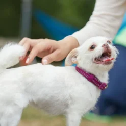 Frisco Outdoor Nylon Reflective Comfort Padded Collar, Boysenberry Purple, Extra Small, Neck: 8-12-in, Width: 5/8th -in + Dog Leash, Boysenberry Purple, Small - Length: 6-ft, Width: 5/8-in -FRISCO Sales 319220 PT4. SY630 V1631152272