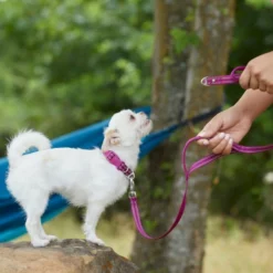 Frisco Outdoor Nylon Reflective Comfort Padded Collar, Boysenberry Purple, Extra Small, Neck: 8-12-in, Width: 5/8th -in + Dog Leash, Boysenberry Purple, Small - Length: 6-ft, Width: 5/8-in -FRISCO Sales 319220 PT8. SY630 V1631155270