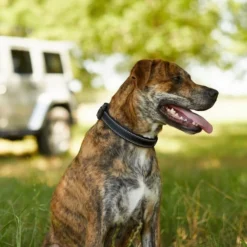 Frisco Outdoor Nylon Reflective Comfort Padded Collar, Midnight Black, MD - Neck: 14-20-in, Width: 3/4-in + Dog Leash, Midnight Black, MD - Length: 6-ft, Width: 3/4-in -FRISCO Sales 319230 PT4. SY630 V1631147177