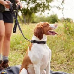 Frisco Outdoor Nylon Reflective Comfort Padded Collar, Midnight Black, MD - Neck: 14-20-in, Width: 3/4-in + Dog Leash, Midnight Black, MD - Length: 6-ft, Width: 3/4-in -FRISCO Sales 319230 PT8. SY630 V1631143275