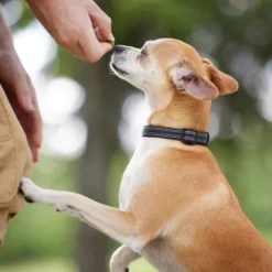 Frisco Outdoor Nylon Reflective Comfort Padded Collar, Midnight Black, XS, Neck: 8-12-in, Width: 5/8th -in + Dog Leash, Midnight Black, SM - Length: 6-ft, Width: 5/8-in 15 Frisco Outdoor Nylon Reflective Comfort Padded Collar, Midnight Black, XS, Neck: 8-12-in, Width: 5/8th -in + Dog Leash, Midnight Black, SM - Length: 6-ft, Width: 5/8-in -FRISCO Sales 319234 PT4. SY630 V1631145682