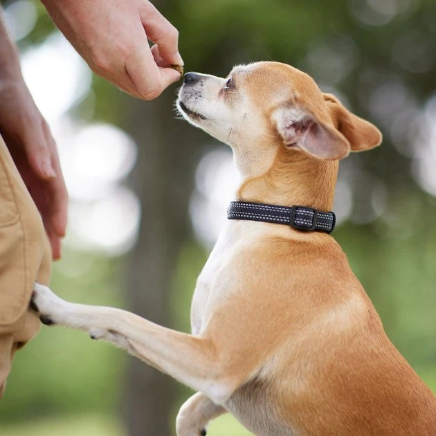 Frisco Outdoor Nylon Reflective Comfort Padded Collar, Midnight Black, XS, Neck: 8-12-in, Width: 5/8th -in + Dog Leash, Midnight Black, SM - Length: 6-ft, Width: 5/8-in 7 Frisco Outdoor Nylon Reflective Comfort Padded Collar, Midnight Black, XS, Neck: 8-12-in, Width: 5/8th -in + Dog Leash, Midnight Black, SM - Length: 6-ft, Width: 5/8-in - Image 5
