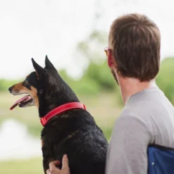 Frisco Outdoor Nylon Reflective Comfort Padded Collar, Sunset Orange, Large, Neck: 18 -26-in, Width: 1-in + Dog Leash, Sunset Orange, Large - Length: 6-ft, Width: 1-in -FRISCO Sales 319238 PT4. SY630 V1631145710
