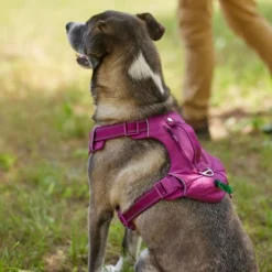 Frisco Outdoor Premium Ripstop Nylon Harness with Pocket, Boysenberry Purple, Extra Large, Neck: 22 to 34-in, Girth: 32 to 44-in + Waterproof Stinkproof PVC Rope Leash, Shadow Purple, 6 Ft. -FRISCO Sales 319272 PT4. SY630 V1631206271