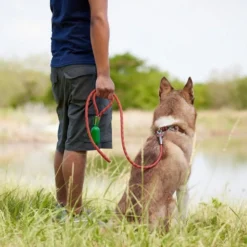Frisco Outdoor Premium Ripstop Nylon Harness with Pocket, Sunset Orange, Medium, Neck: 15 to 23-in, Girth, 20 to 28-in + Waterproof Stinkproof PVC Rope Leash, Sunset Orange, 6 Ft. -FRISCO Sales 319324 PT8. SY630 V1630620676