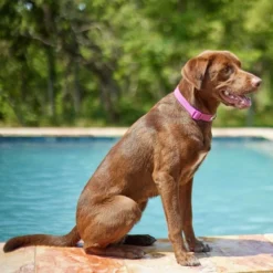 Frisco Outdoor Solid Textured Waterproof Stink Proof PVC Collar, Boysenberry Purple, Large, Neck: 18 ½ 26-in, Width: 1-in + Dog Leash, Boysenberry Purple, Large - Length: 6-ft, Width: 1-in -FRISCO Sales 319334 PT4. SY630 V1631142081