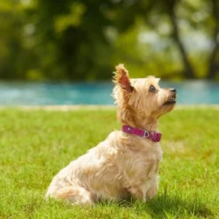 Frisco Outdoor Solid Textured Waterproof Stink Proof PVC Collar, Boysenberry Purple, Small - Neck: 10½14-in, Width: 5/8-in + Dog Leash, Boysenberry Purple, Small - Length: 6-ft, Width: 5/8-in -FRISCO Sales 319338 PT4. SY630 V1631157372