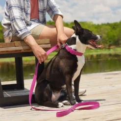 Frisco Outdoor Solid Textured Waterproof Stink Proof PVC Collar, Boysenberry Purple, Small - Neck: 10½14-in, Width: 5/8-in + Dog Leash, Boysenberry Purple, Small - Length: 6-ft, Width: 5/8-in -FRISCO Sales 319338 PT7. SY630 V1631152001