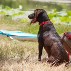 Frisco Outdoor Solid Textured Waterproof Stink Proof PVC Collar, Flamepoint Orange, Large, Neck: 18 ½ 26-in, Width: 1-in + Dog Leash, Sunset Orange, LG - Length: 6-ft, Width: 1-in -FRISCO Sales 319342 PT4. SY630 V1631137871
