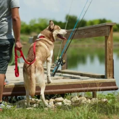 Frisco Outdoor Solid Textured Waterproof Stink Proof PVC Collar, Flamepoint Orange, Large, Neck: 18 ½ 26-in, Width: 1-in + Dog Leash, Sunset Orange, LG - Length: 6-ft, Width: 1-in -FRISCO Sales 319342 PT7. SY630 V1631148698