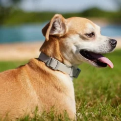 Frisco Outdoor Solid Textured Waterproof Stink Proof PVC Collar, Storm Gray, Extra Small - Neck: 8-12-in, Width: 5/8th-in + Dog Leash, Storm Gray, Small - Length: 6-ft, Width: 5/8-in 14 Frisco Outdoor Solid Textured Waterproof Stink Proof PVC Collar, Storm Gray, Extra Small - Neck: 8-12-in, Width: 5/8th-in + Dog Leash, Storm Gray, Small - Length: 6-ft, Width: 5/8-in -FRISCO Sales 319348 PT4. SY630 V1631154389