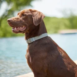 Frisco Outdoor Solid Textured Waterproof Stink Proof PVC Collar, Storm Gray, Medium - Neck: 14½20-in, Width: 3/4-in + Dog Leash, Storm Gray, Medium - Length: 6-ft, Width: 3/4-in -FRISCO Sales 319352 PT4. SY630 V1631160411