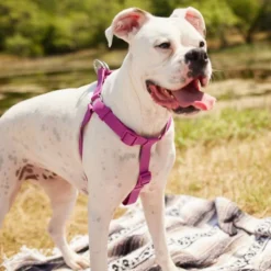 Frisco Outdoor Solid Textured Waterproof Stink Proof PVC Harness, Boysenberry Purple, Large, Neck: 19 to 27-in, Girth: 23 to 36-in + Dog Leash, Boysenberry Purple, Large - Length: 6-ft, Width: 1-in 14 Frisco Outdoor Solid Textured Waterproof Stink Proof PVC Harness, Boysenberry Purple, Large, Neck: 19 to 27-in, Girth: 23 to 36-in + Dog Leash, Boysenberry Purple, Large - Length: 6-ft, Width: 1-in -FRISCO Sales 319356 PT4. SY630 V1631146580