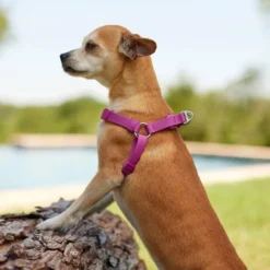 Frisco Outdoor Solid Textured Waterproof Stink Proof PVC Harness, Boysenberry Purple, Small, Neck: 14 to 19-in, Girth: 16 to 23-in + Dog Leash, Boysenberry Purple, Small - Length: 6-ft, Width: 5/8-in -FRISCO Sales 319360 PT4. SY630 V1631159207