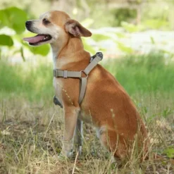 Frisco Outdoor Solid Textured Waterproof Stink Proof PVC Harness, Storm Gray, Small, Neck: 14 to 19-in, Girth: 16 to 23-in + Dog Leash, Storm Gray, Small - Length: 6-ft, Width: 5/8-in -FRISCO Sales 319368 PT5. SY630 V1631155002